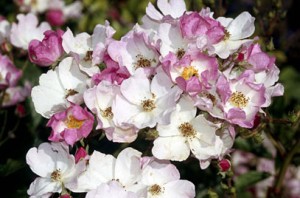 BALLERINA (Hybrid Musk) (shrub)